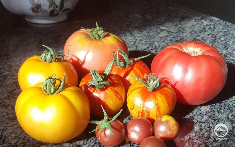 Первые томаты в этом сезоне