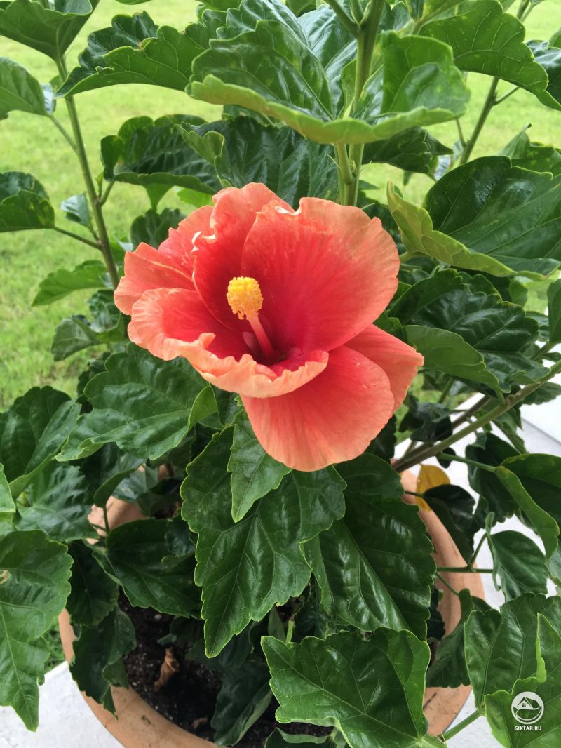 Гибискус дал красно-коралловый цветок.