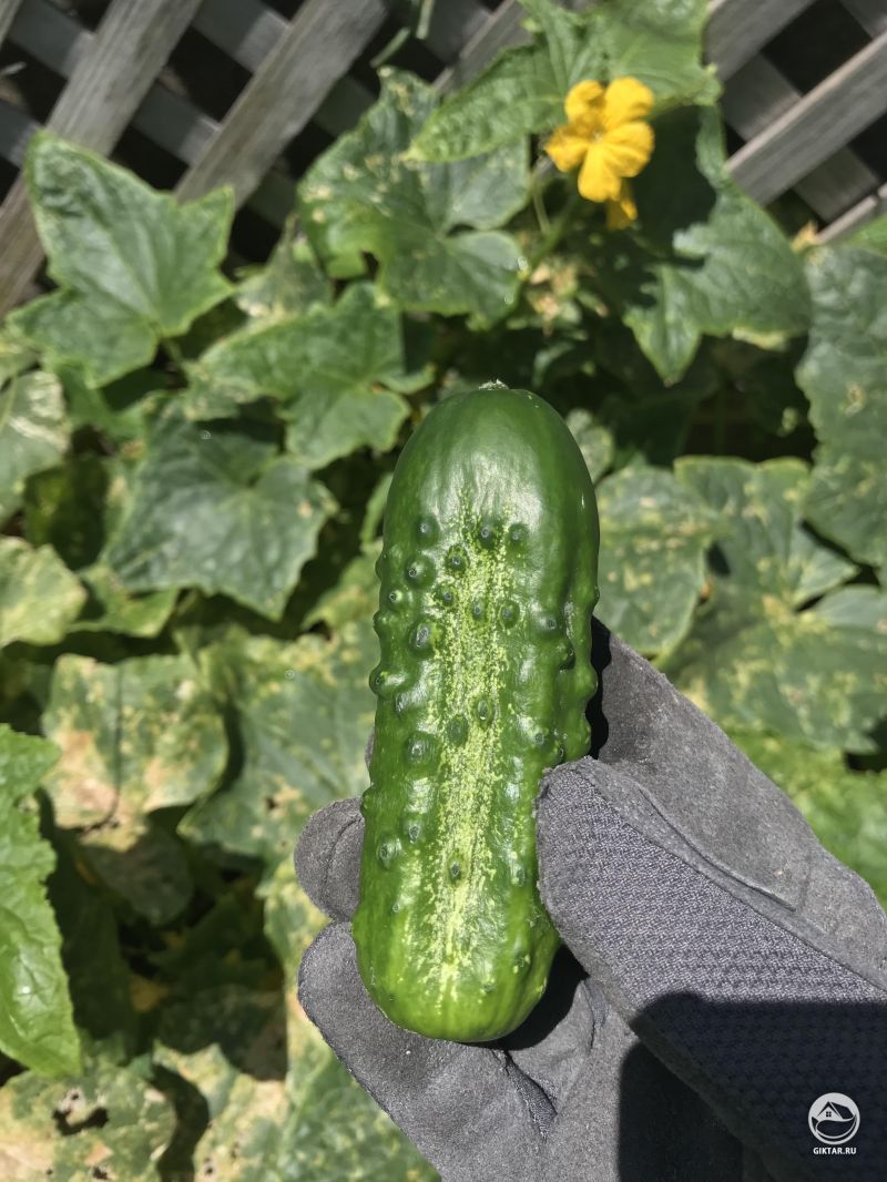 Первый Огурец!