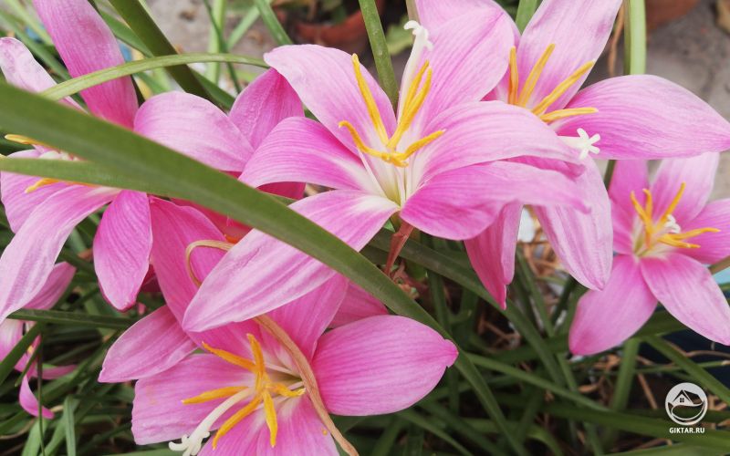 Зефирантес зацвел