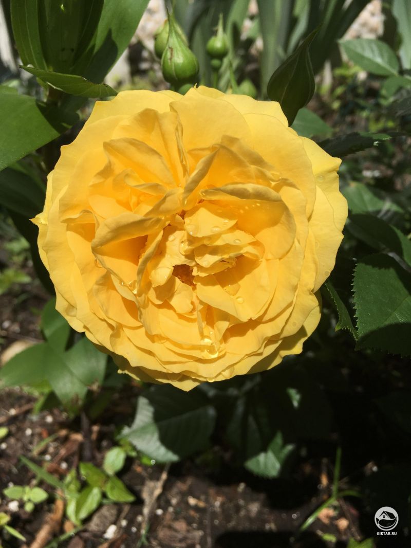 Моя первая роза сорта Джулии Чайлд сегодня распустилась 