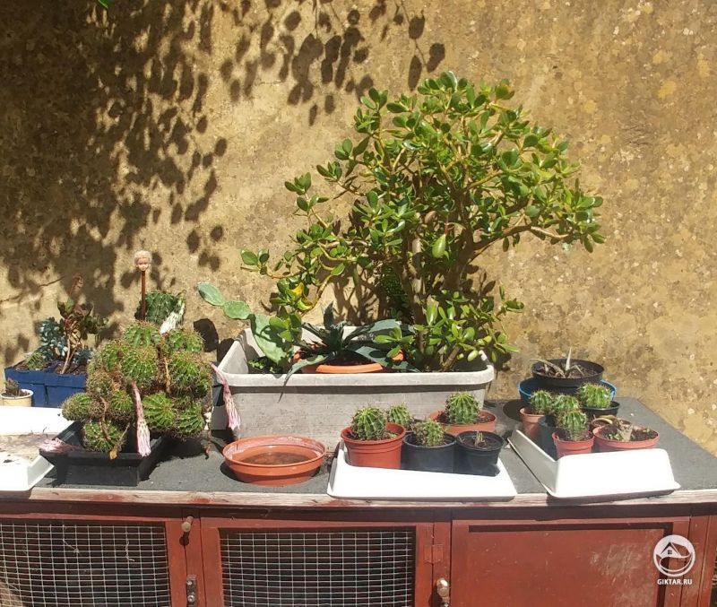 Коллекция кактусов