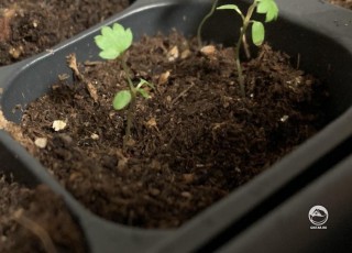 Выращиваю землянику из семян