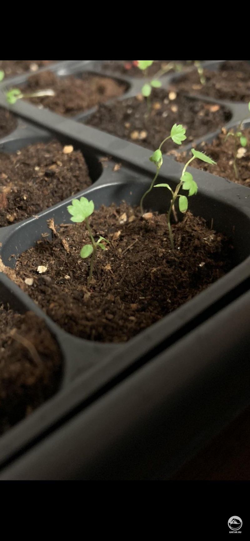 Выращиваю землянику из семян