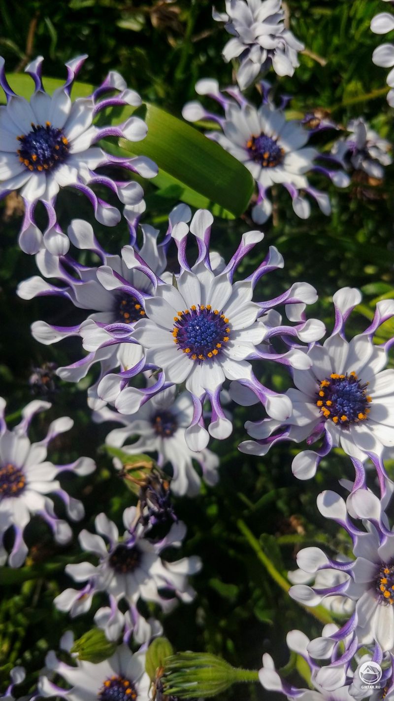 Интересные лепестки у остеоспермума