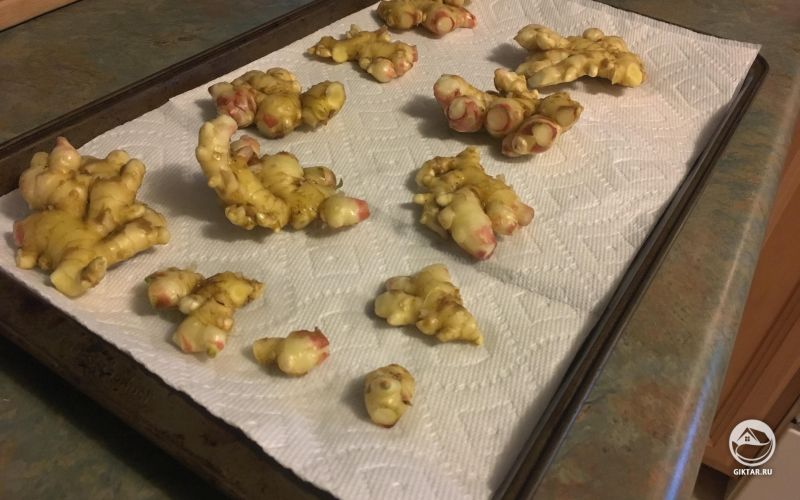 Гидропонный имбирь