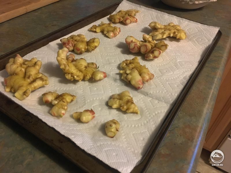 Гидропонный имбирь