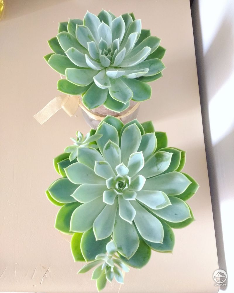 Два новых милашки!