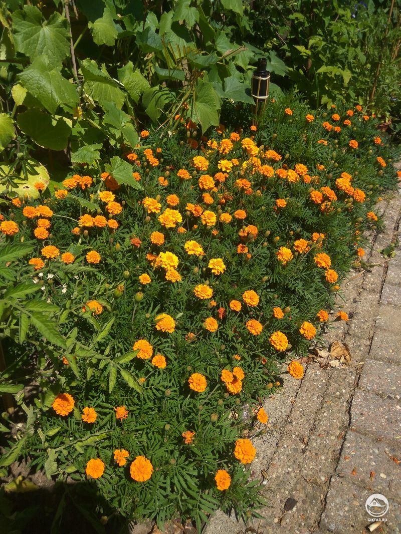 Первый год посадила бархатцы. Они очаровательны :)
