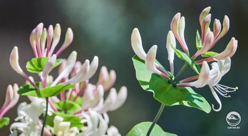 Жимолость душистая - Каприфоль Жимолость каприфоль или жимолость душистая