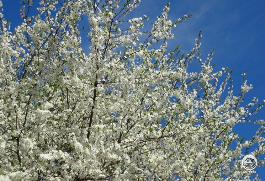 Алыча. Цветение. Цветение алычи