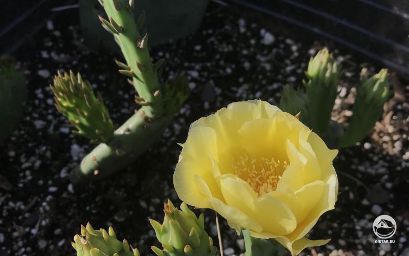 Цветущая мини опунция