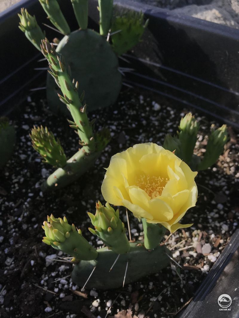 Цветущая мини опунция