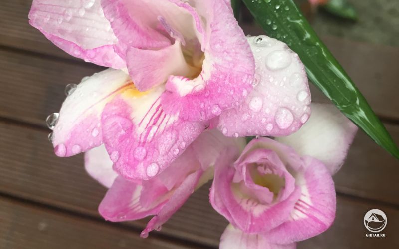 Цветущая фрезия