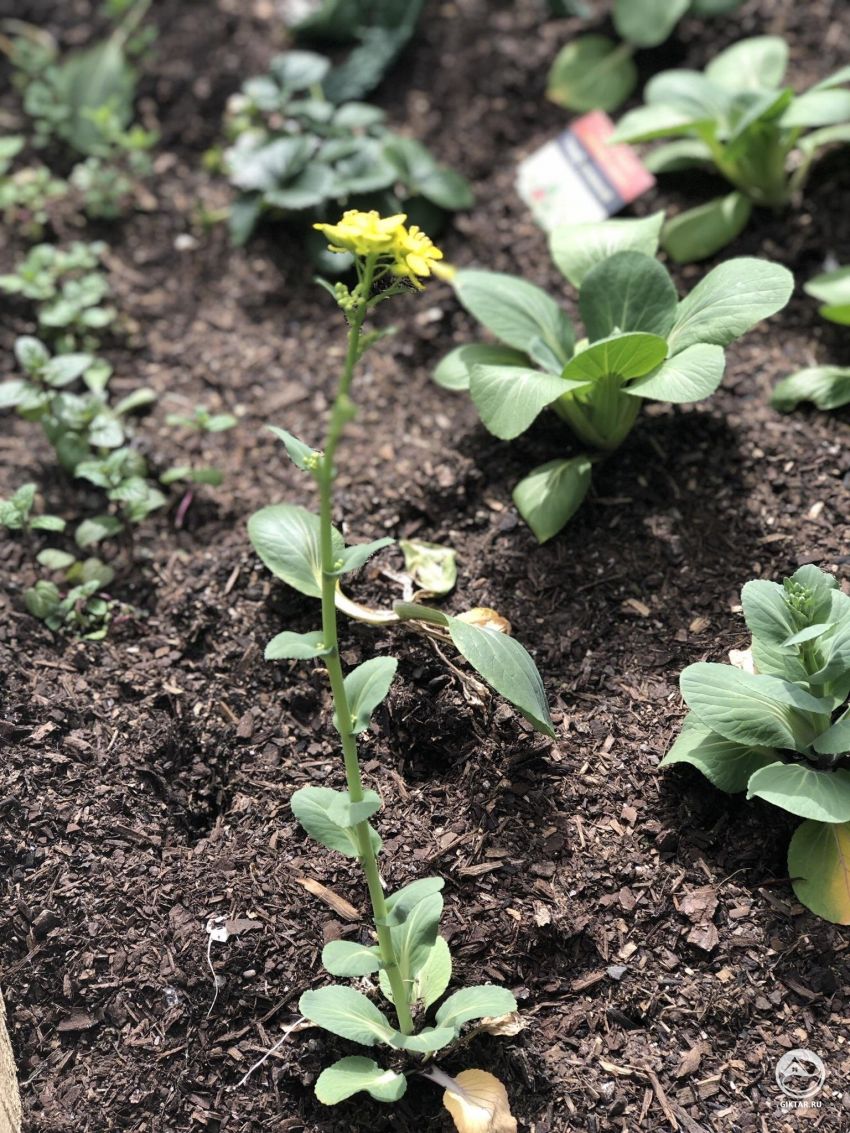 Что происходит с моим пак-чой?