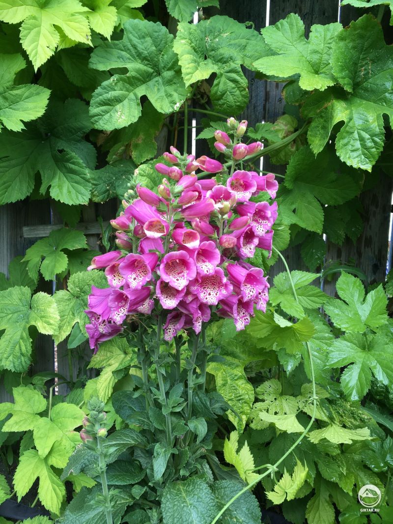 Наперстянка в окружении хмеля
