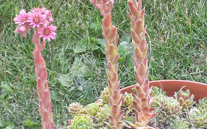 Несколько моих "куриц" превращаются в "петухов"