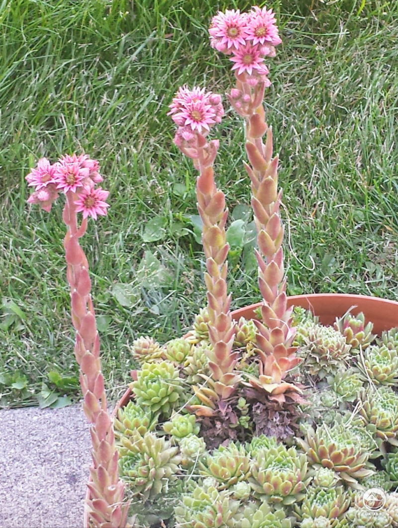 Несколько моих "куриц" превращаются в "петухов"