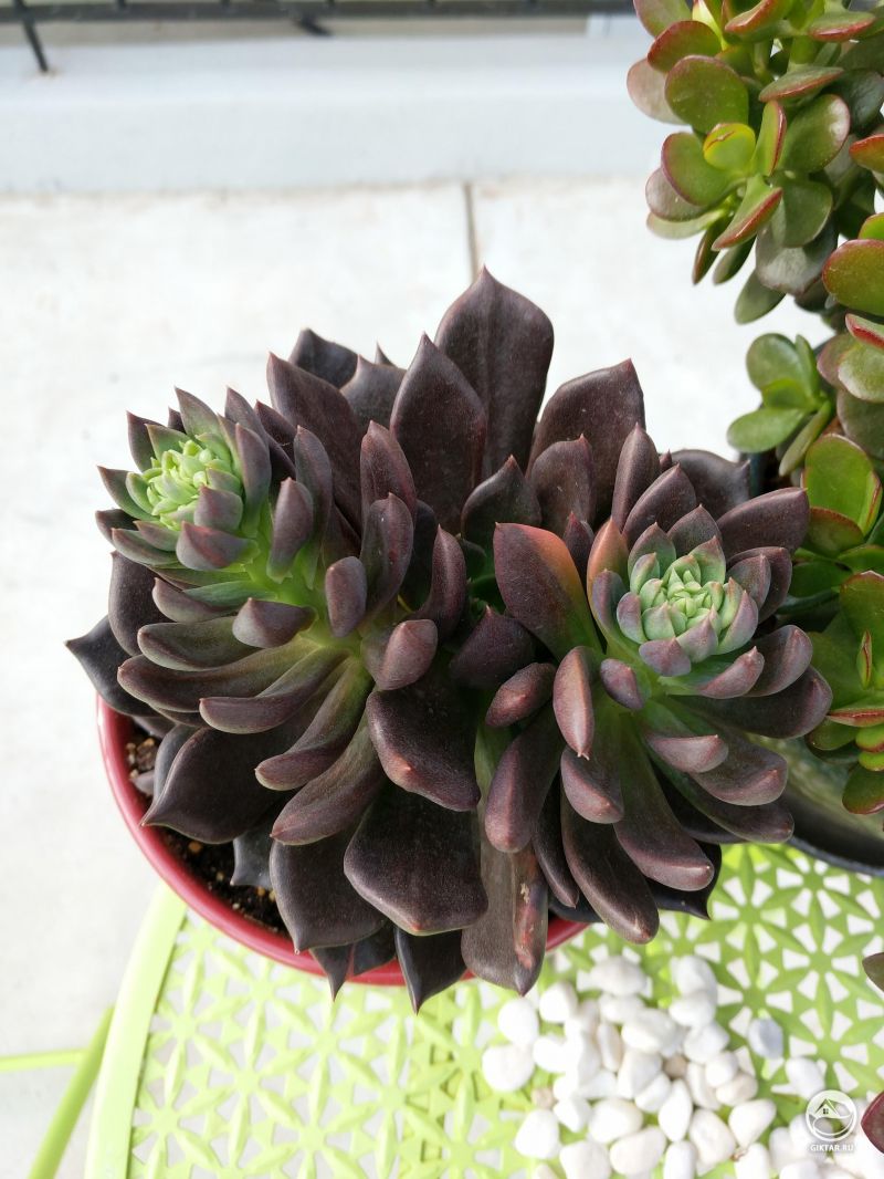 Эхеверия аффинис "Чёрный рыцарь"
