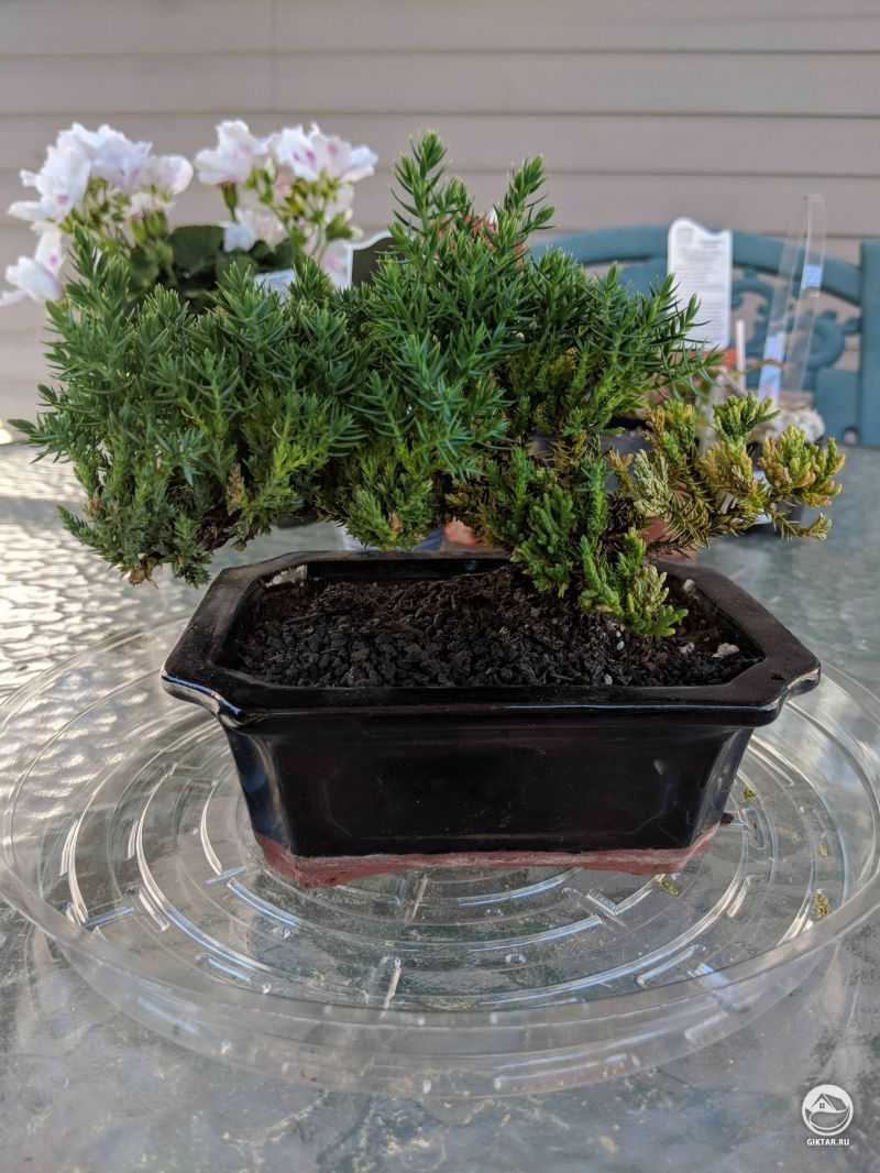 Можжевельник бонсай наклонный стиль