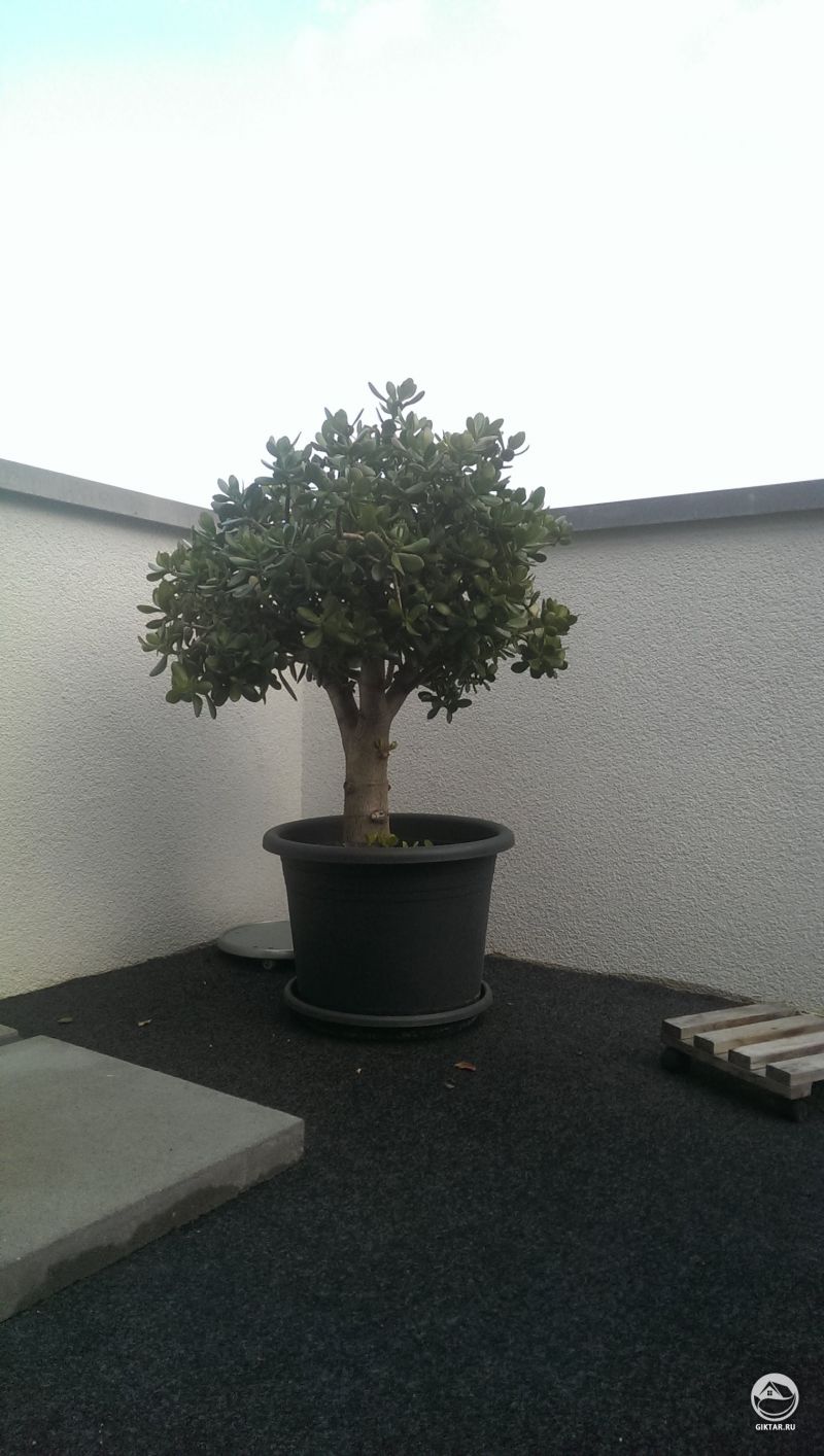 Толстянка (Crassula ovata)