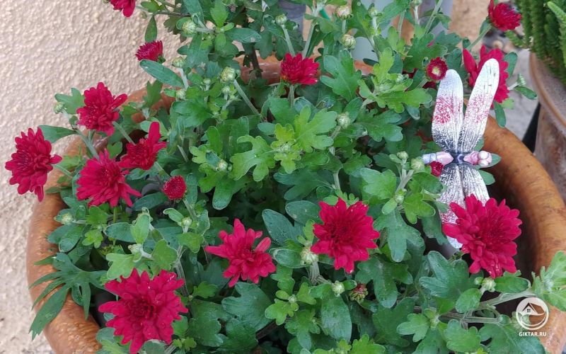 Мини-хризантемы.