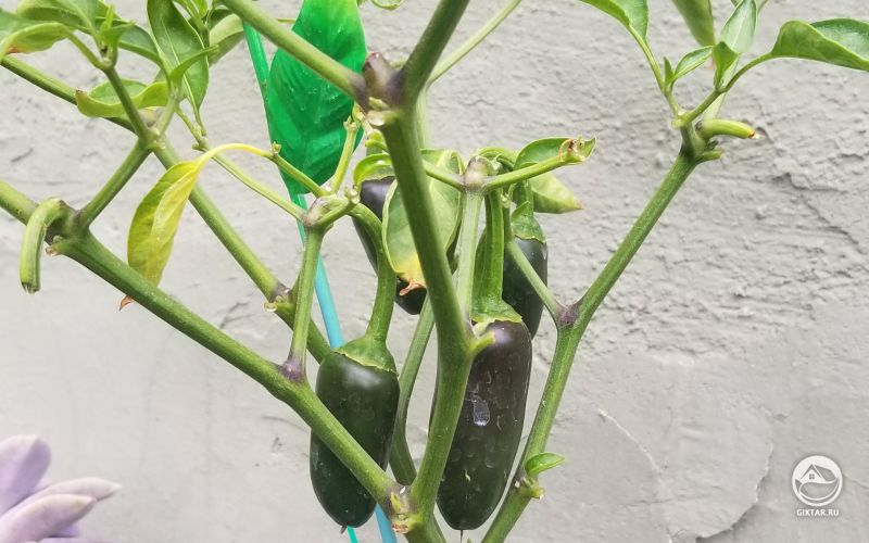 Маленькие халапеньо