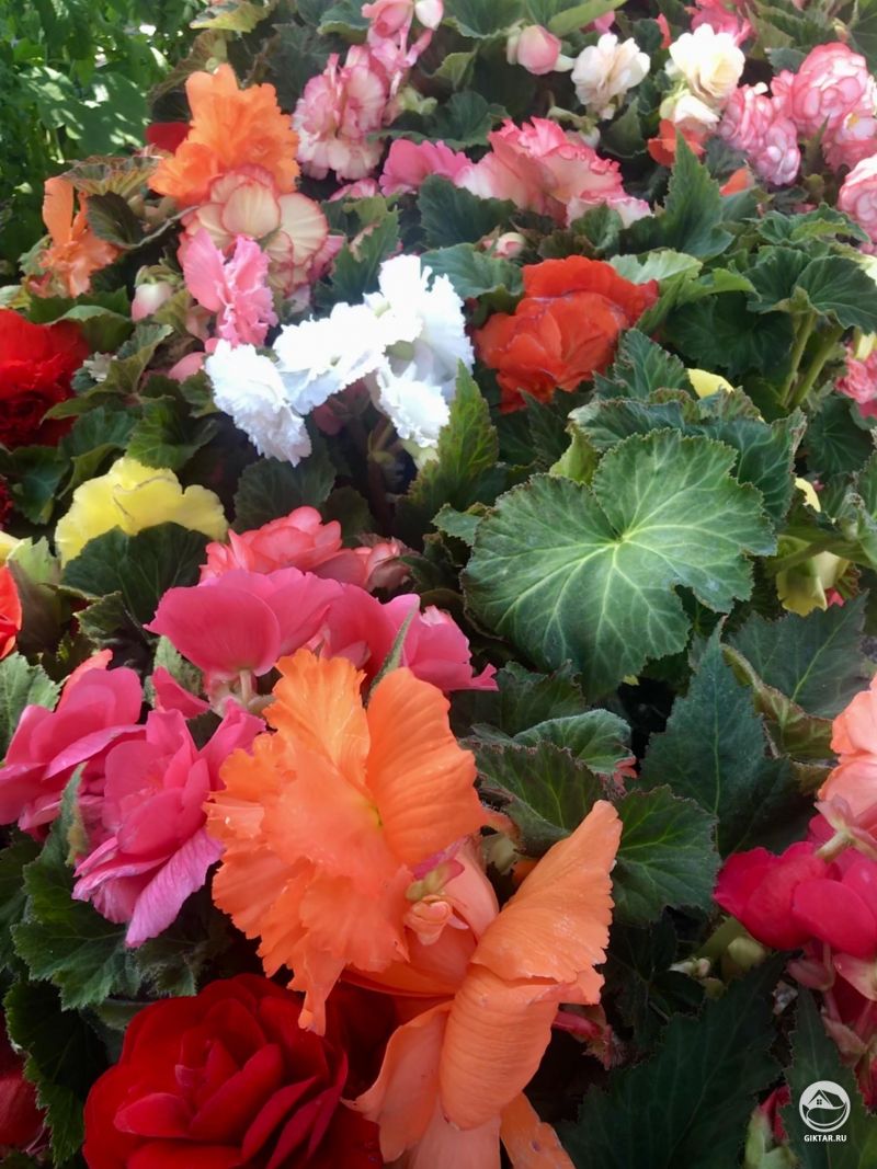 Море цветов и оттенков в океане бегоний.