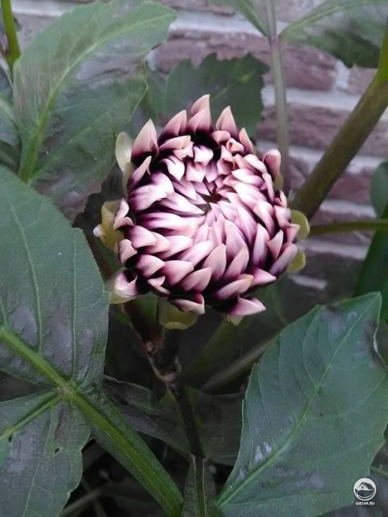 Мои георгины вот-вот расцветут.