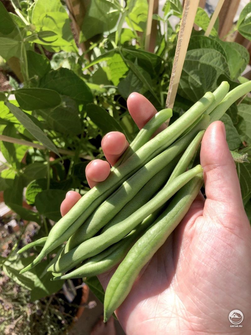 Мой первый урожай зеленых бобов!