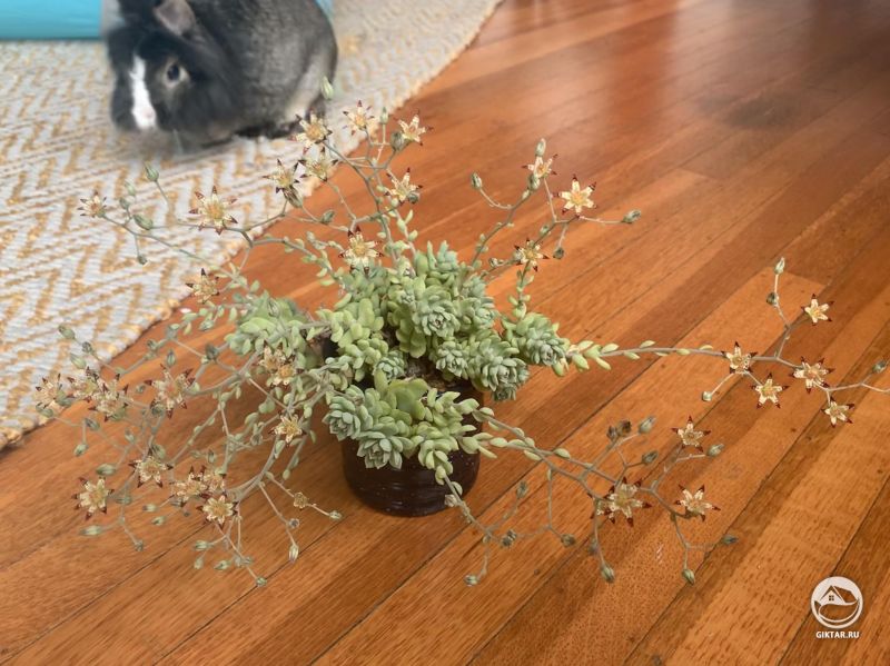 Граптоседум - цветеение