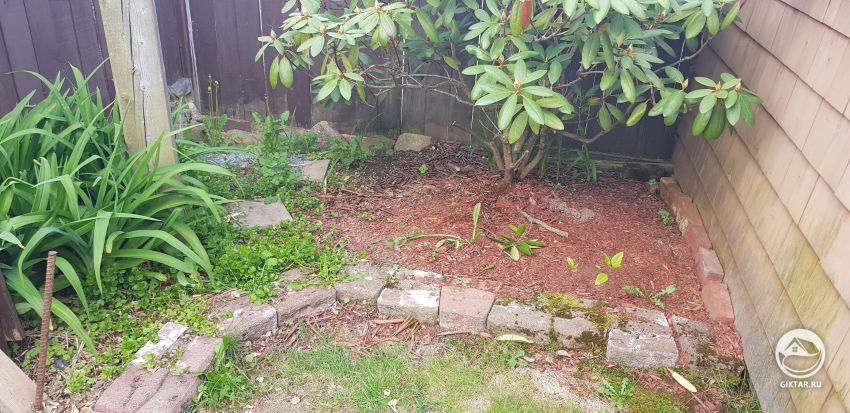 Вопрос о моем рододендроне