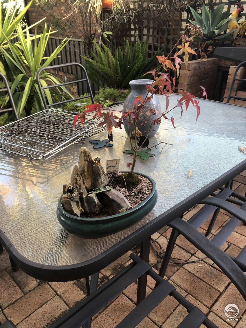 Помогите спасти бонсай?