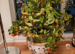 Миниатюрное апельсиновое дерево