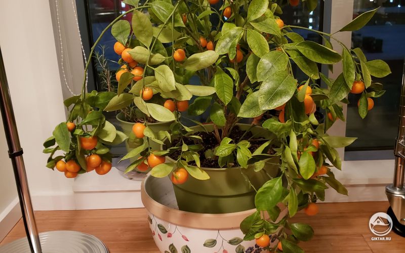 Миниатюрное апельсиновое дерево