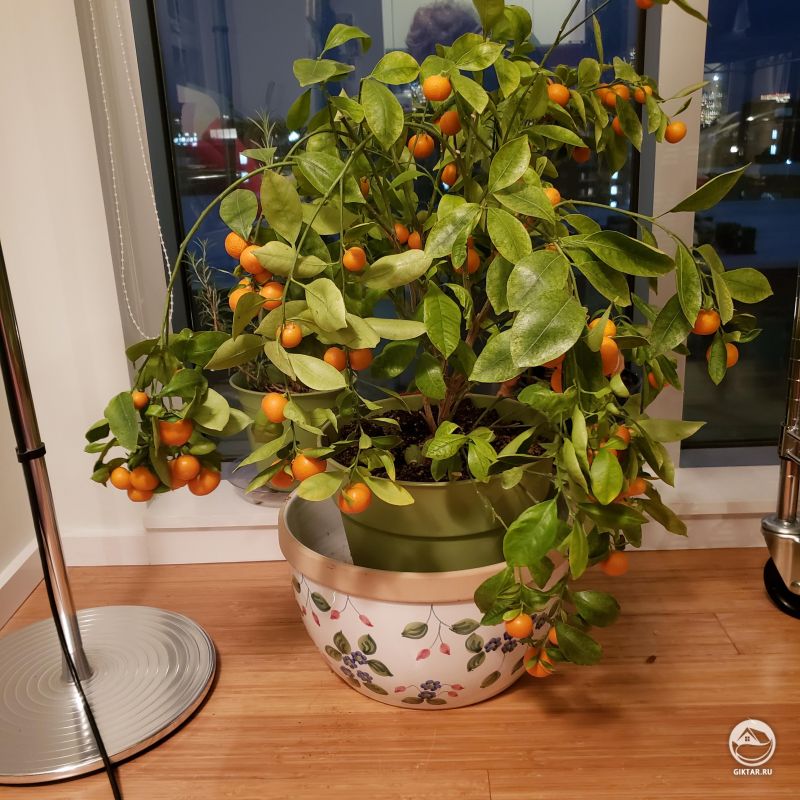 Миниатюрное апельсиновое дерево