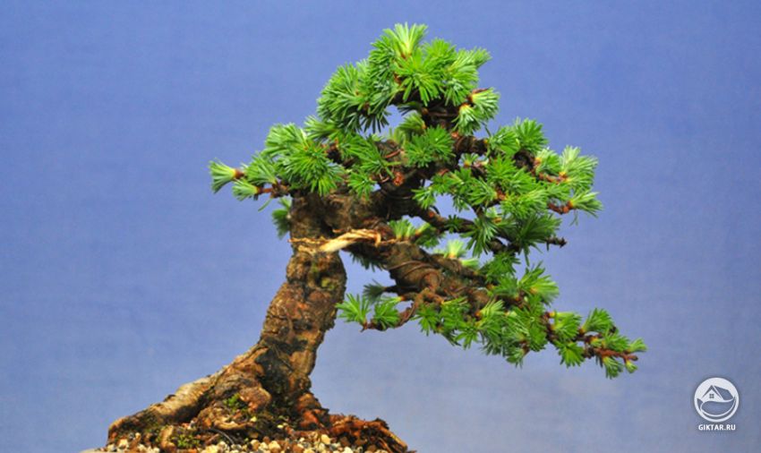 Лиственница бонсай Лиственница бонсай