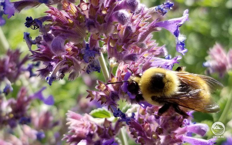 Пчела - скромный опылитель