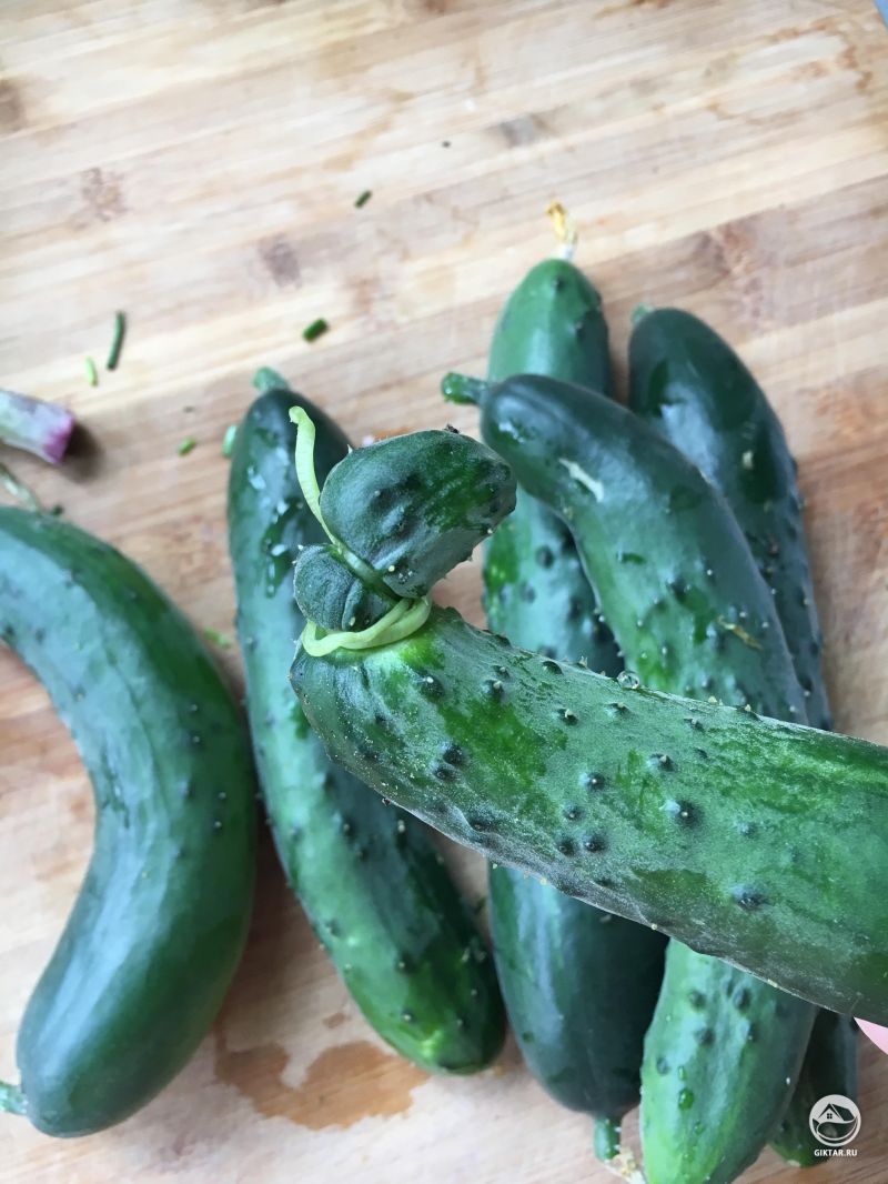 Первый урожай огурцов. Кажется, это один из них решил удавиться .