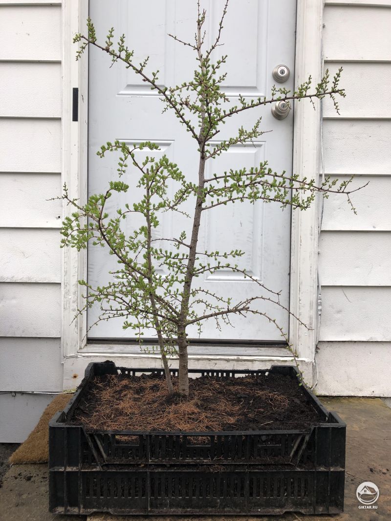 Выращивание бонсай
