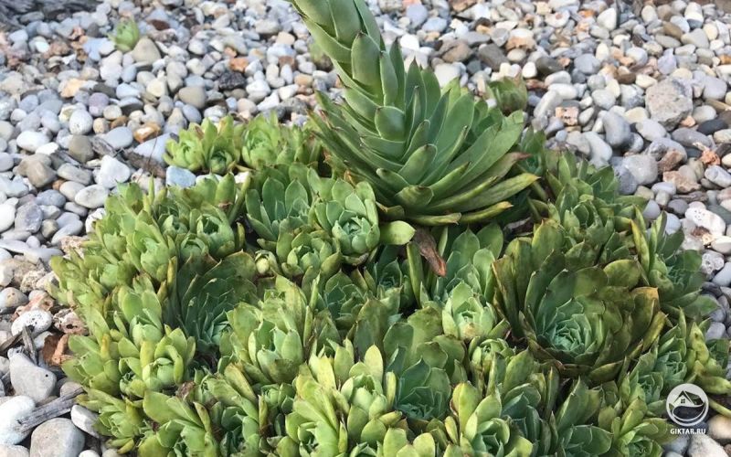 Наши суккуленты решили отрастить... что-то?