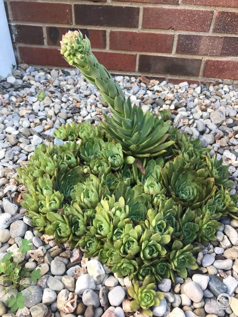 Наши суккуленты решили отрастить... что-то?