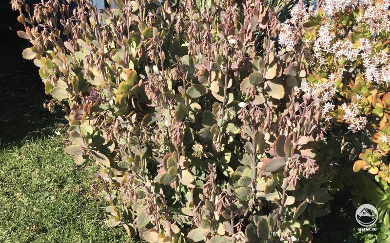 Каланхоэ Федченко