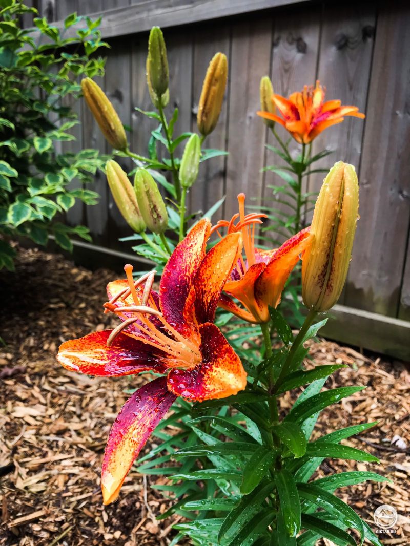 Азиатские Лилии цветут!