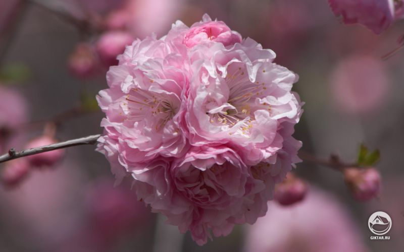 Миндаль трехлопастный. Цветение.