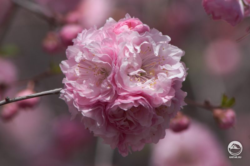 Миндаль трехлопастный. Цветение.