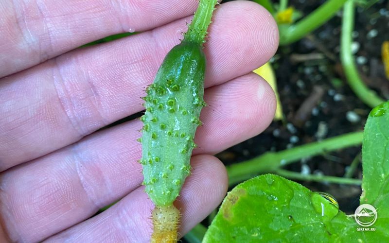 Мой самый большой огурчик