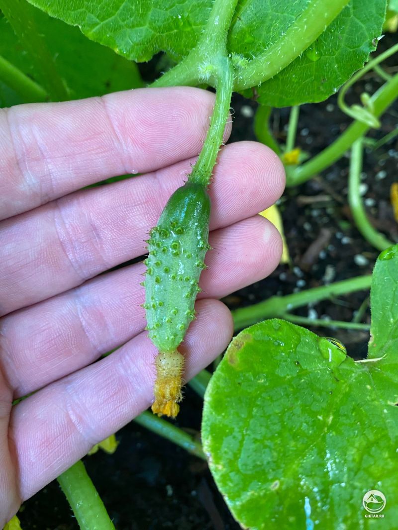 Мой самый большой огурчик