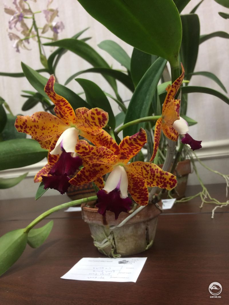 Каттлея, какой-то гибрид