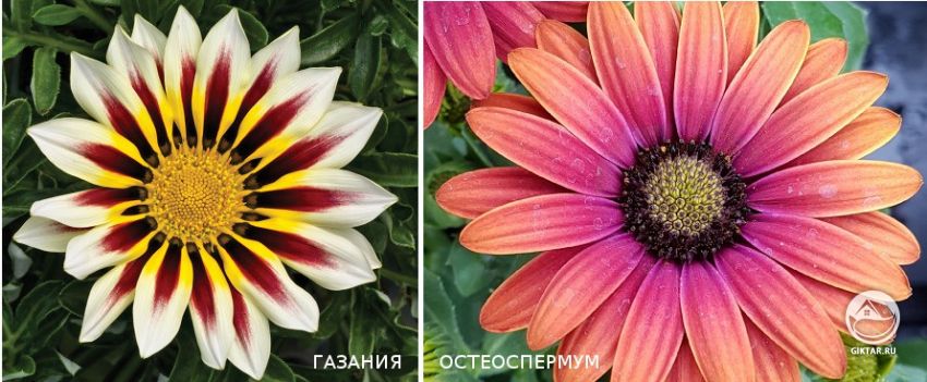 Газания и Остеоспермум: сравниваем цветки